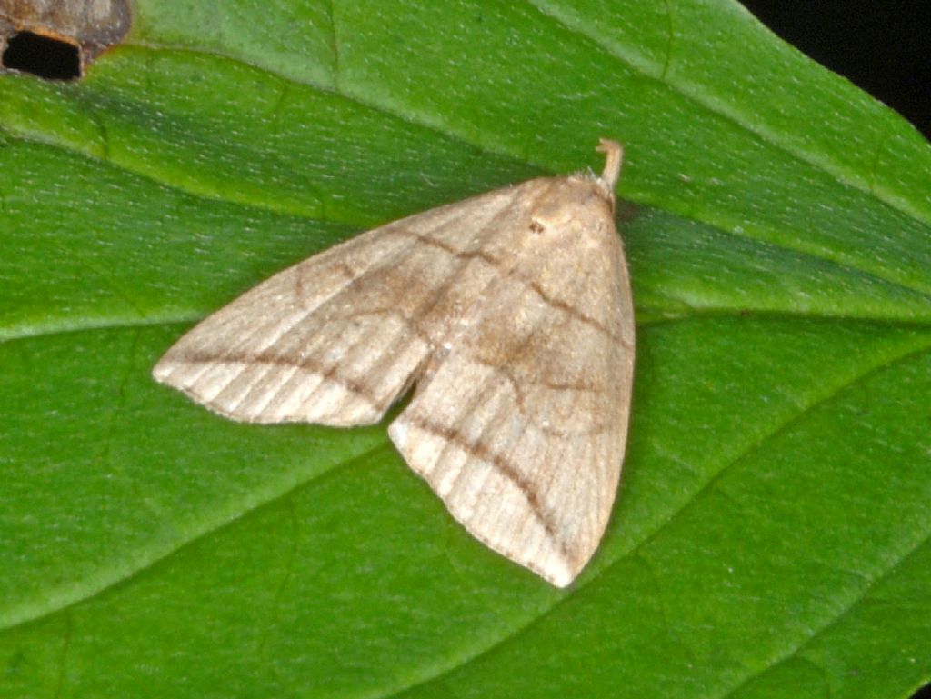 Herminia grisealis (Erebidae)